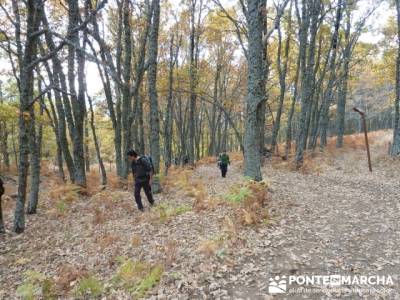 El Castañar de El Tiemblo, clubs de senderismo en madrid; senderismo valle del jerte